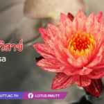 บัววันวิสาข์