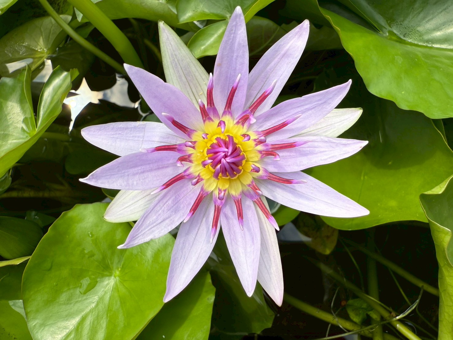 บัวมินตรา