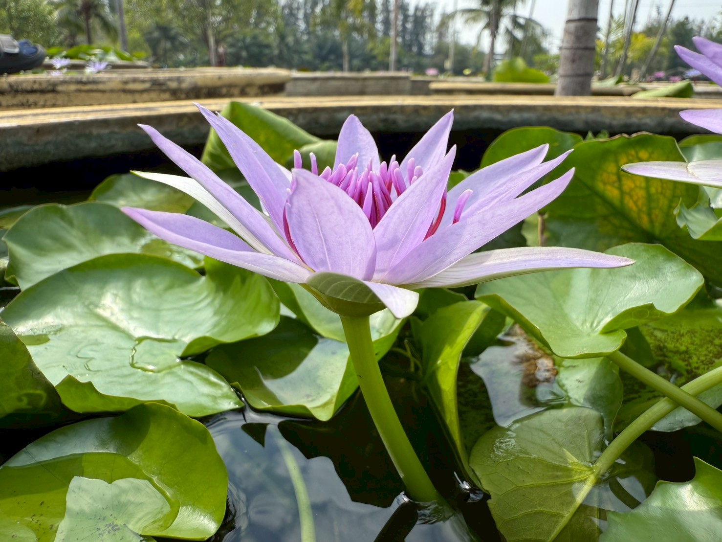 ก้านดอก บัวมินตรา