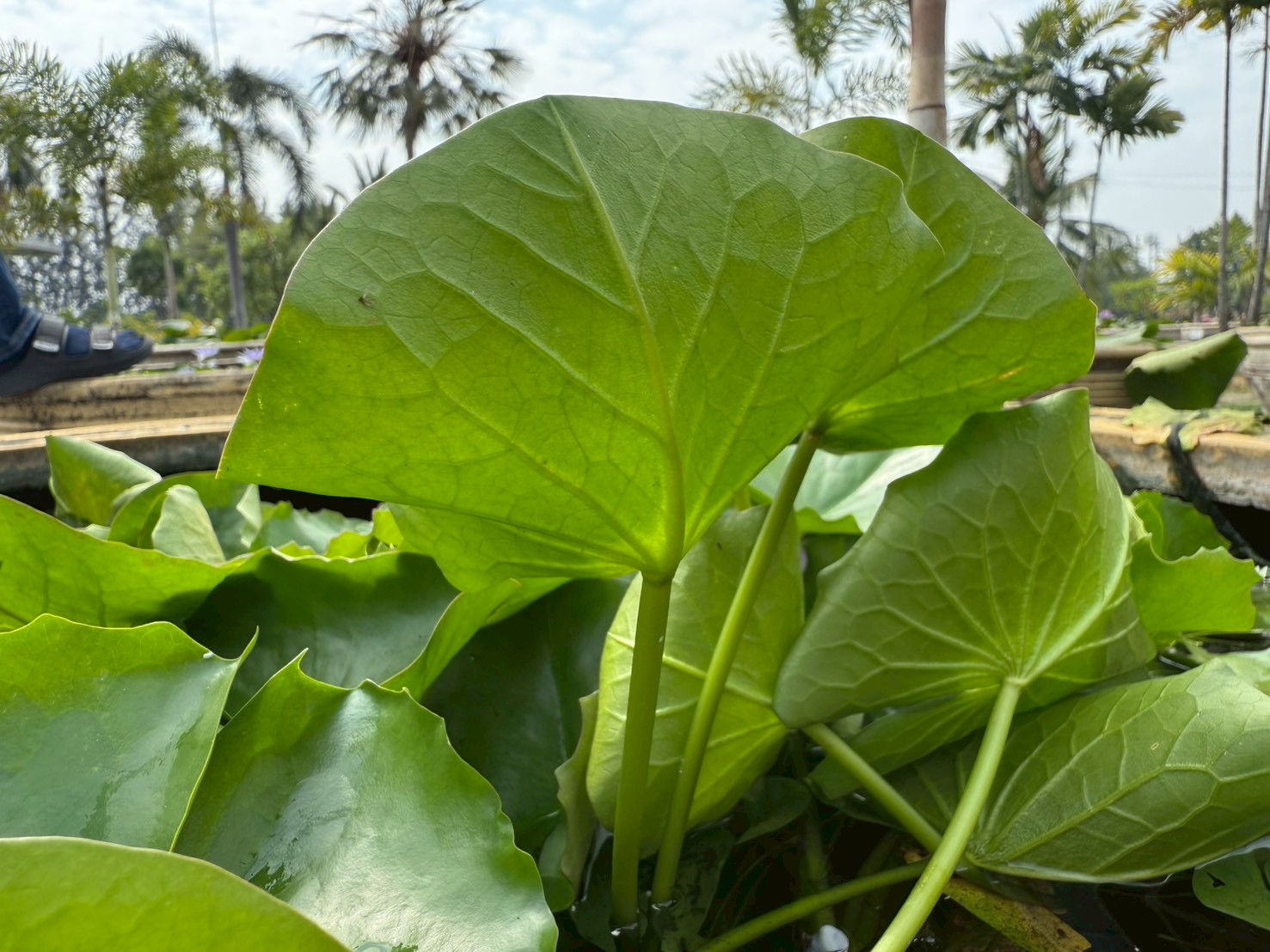 ก้านใบ บัวมินตรา