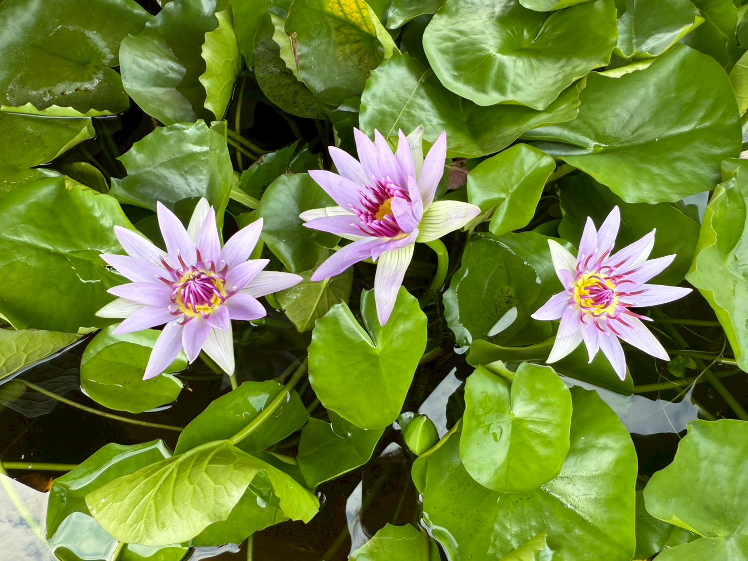 บัวมินตรา