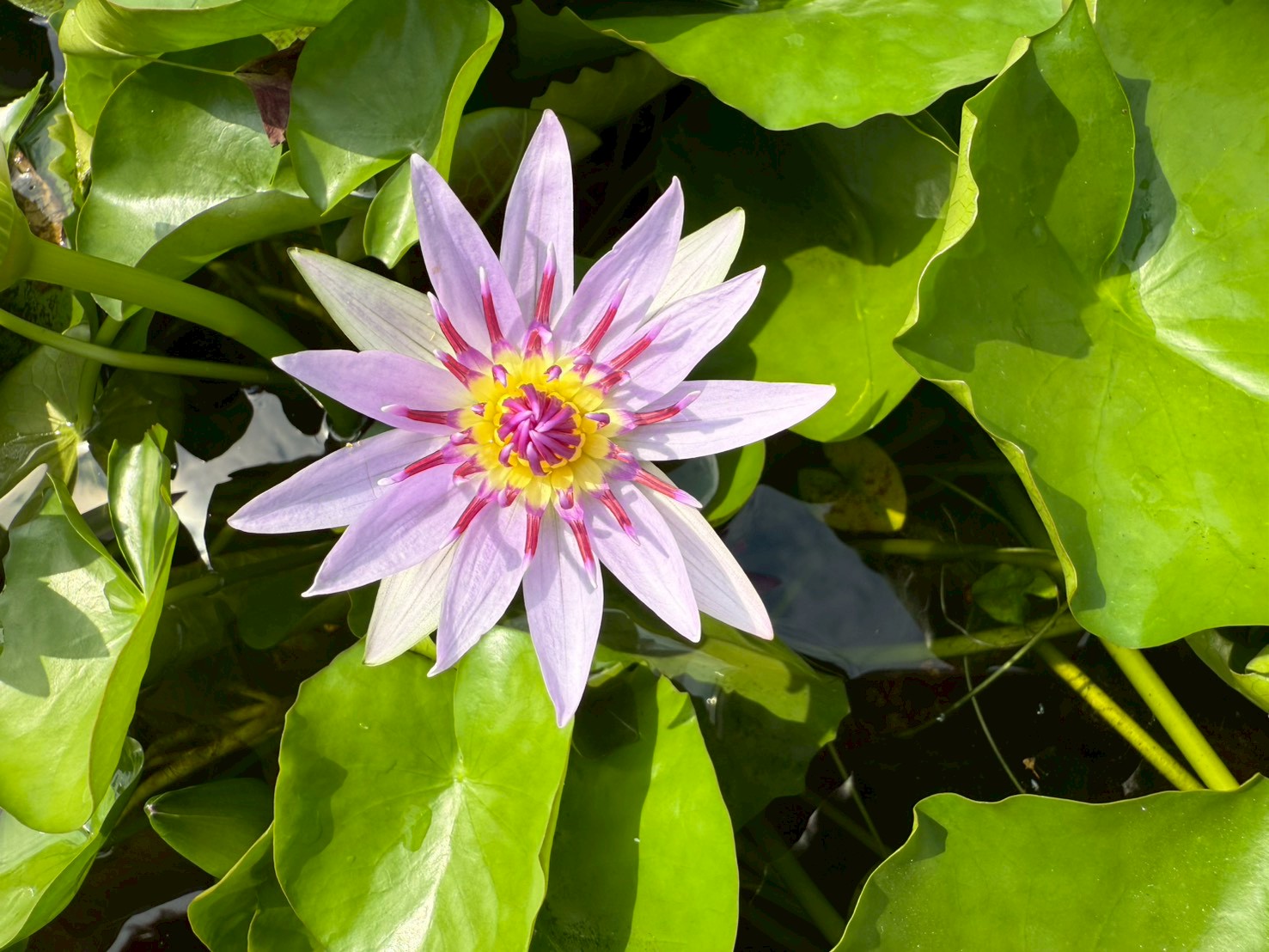 บัวมินตรา