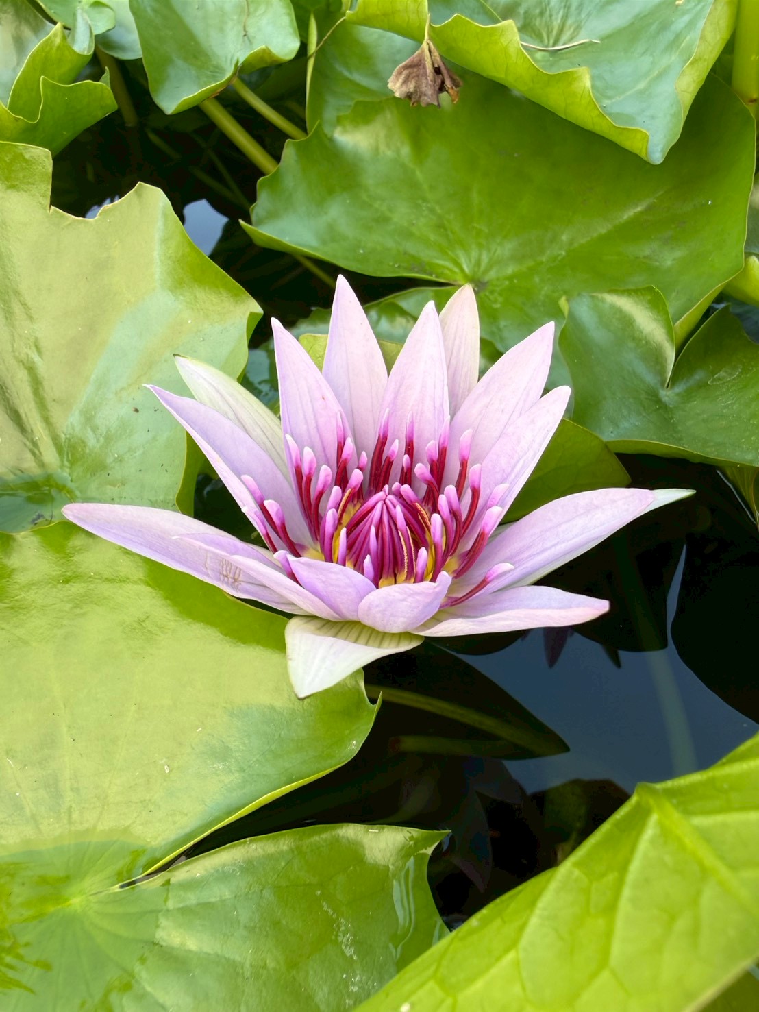 บัวมินตรา