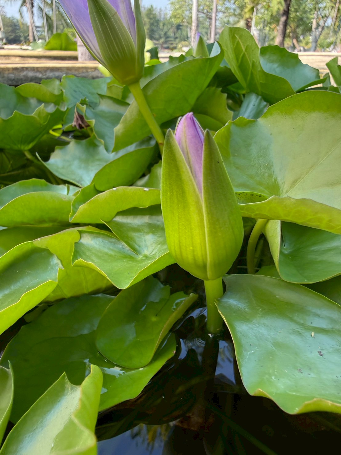 บัวมินตรา