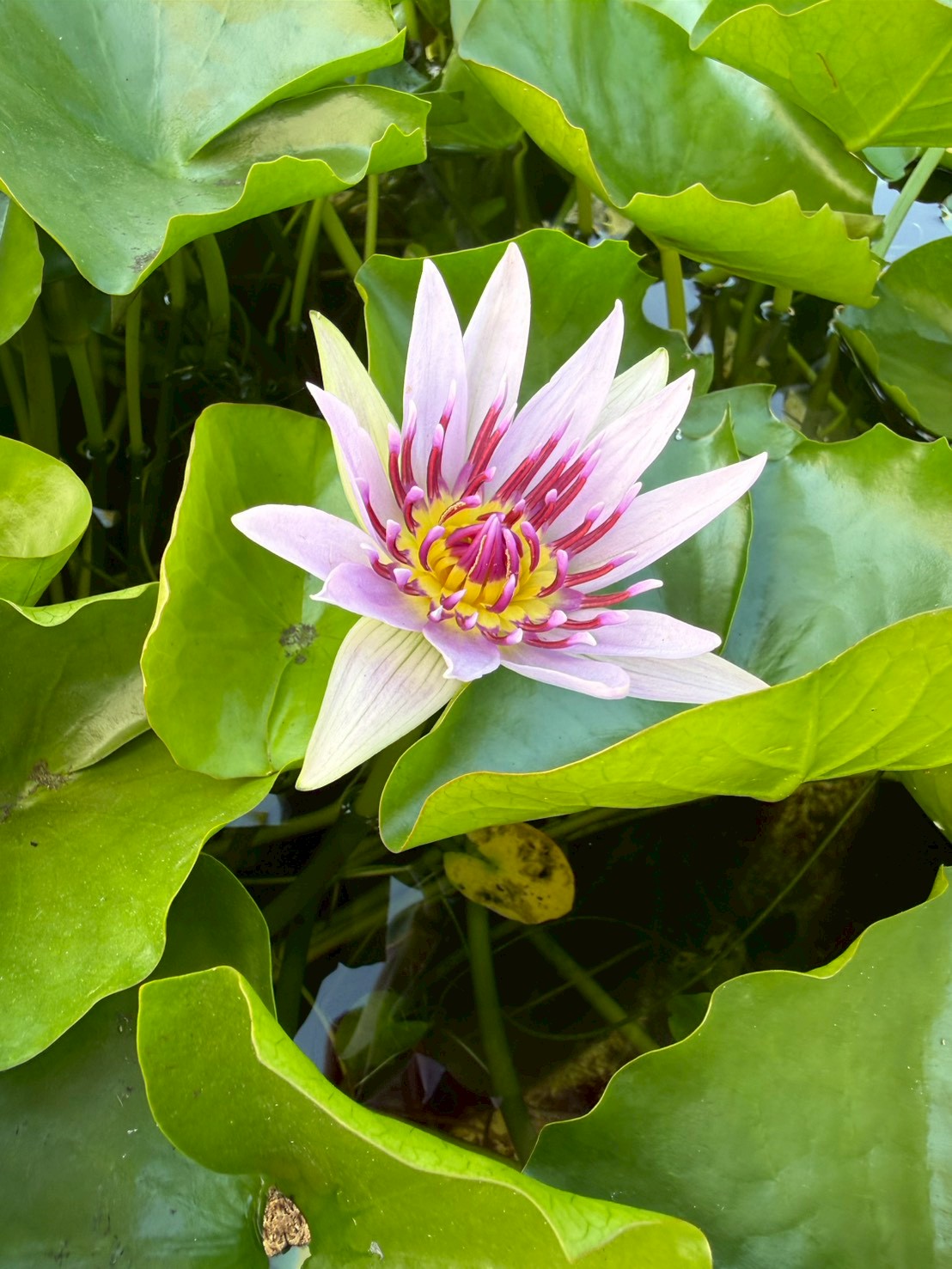 บัวมินตรา