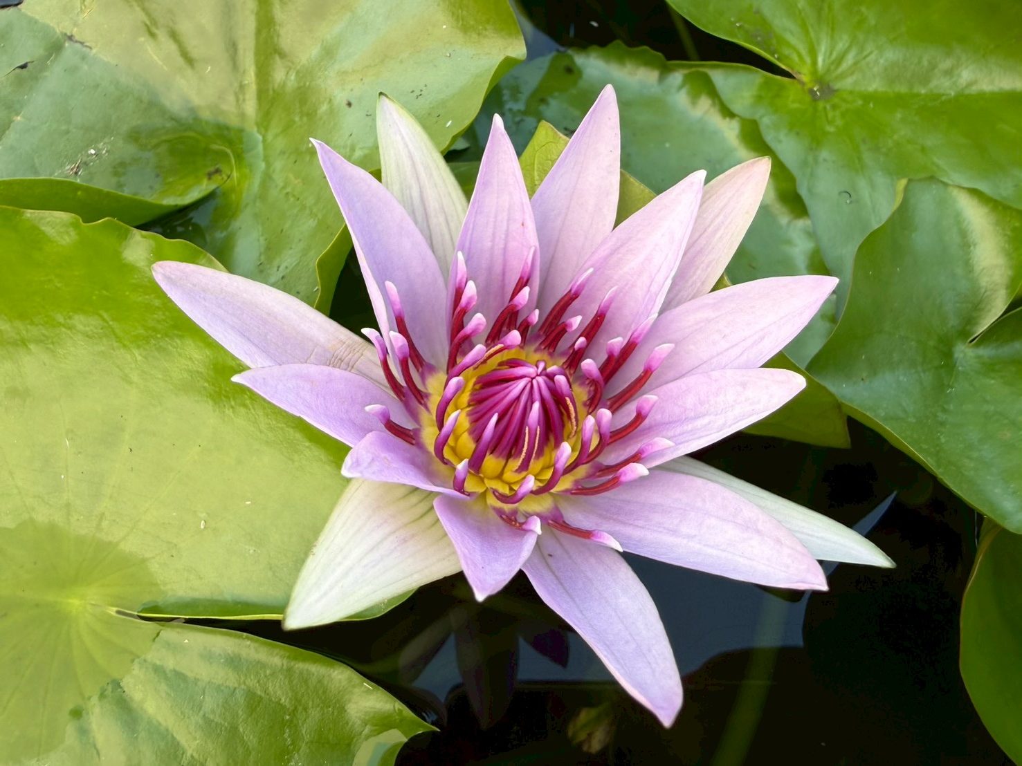 บัวมินตรา