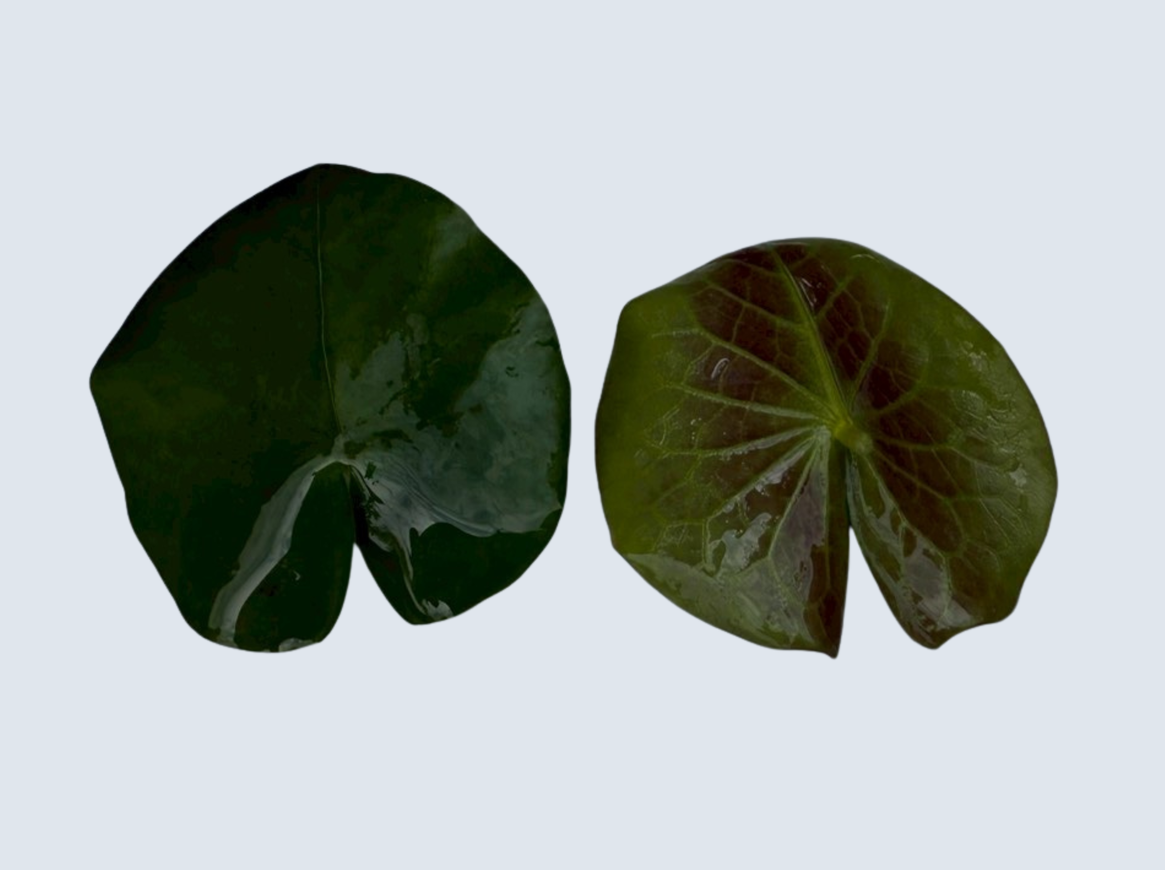 ใบอ่อน บัวมินตรา