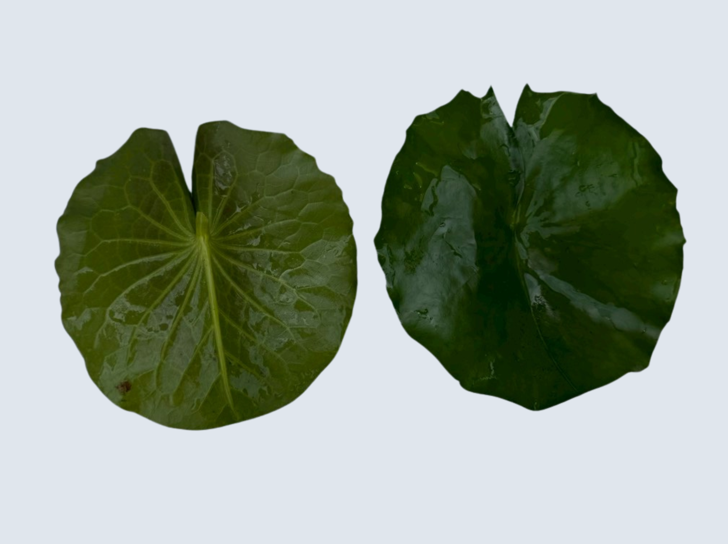 ใบแก่ บัวมินตรา