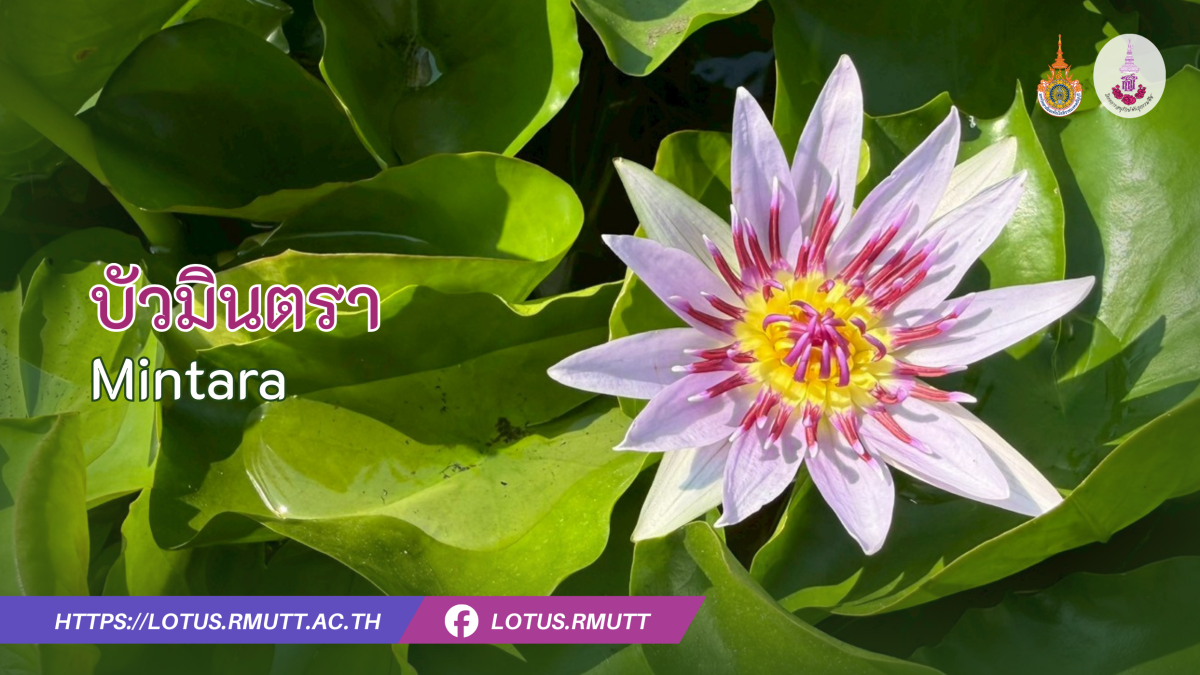 บัวมินตรา