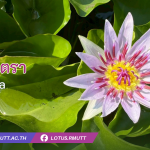 บัวมินตรา