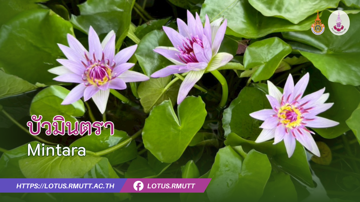 บัวโคโลราต้า (Colorata) – ข้อมูลพรรณไม้ พิพิธภัณฑ์บัว มทร.ธัญบุรี