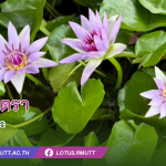 บัวโคโลราต้า (Colorata) – ข้อมูลพรรณไม้ พิพิธภัณฑ์บัว มทร.ธัญบุรี