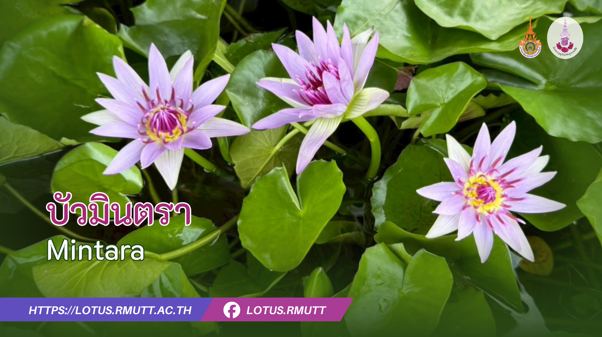 บัวโคโลราต้า (Colorata) – ข้อมูลพรรณไม้ พิพิธภัณฑ์บัว มทร.ธัญบุรี