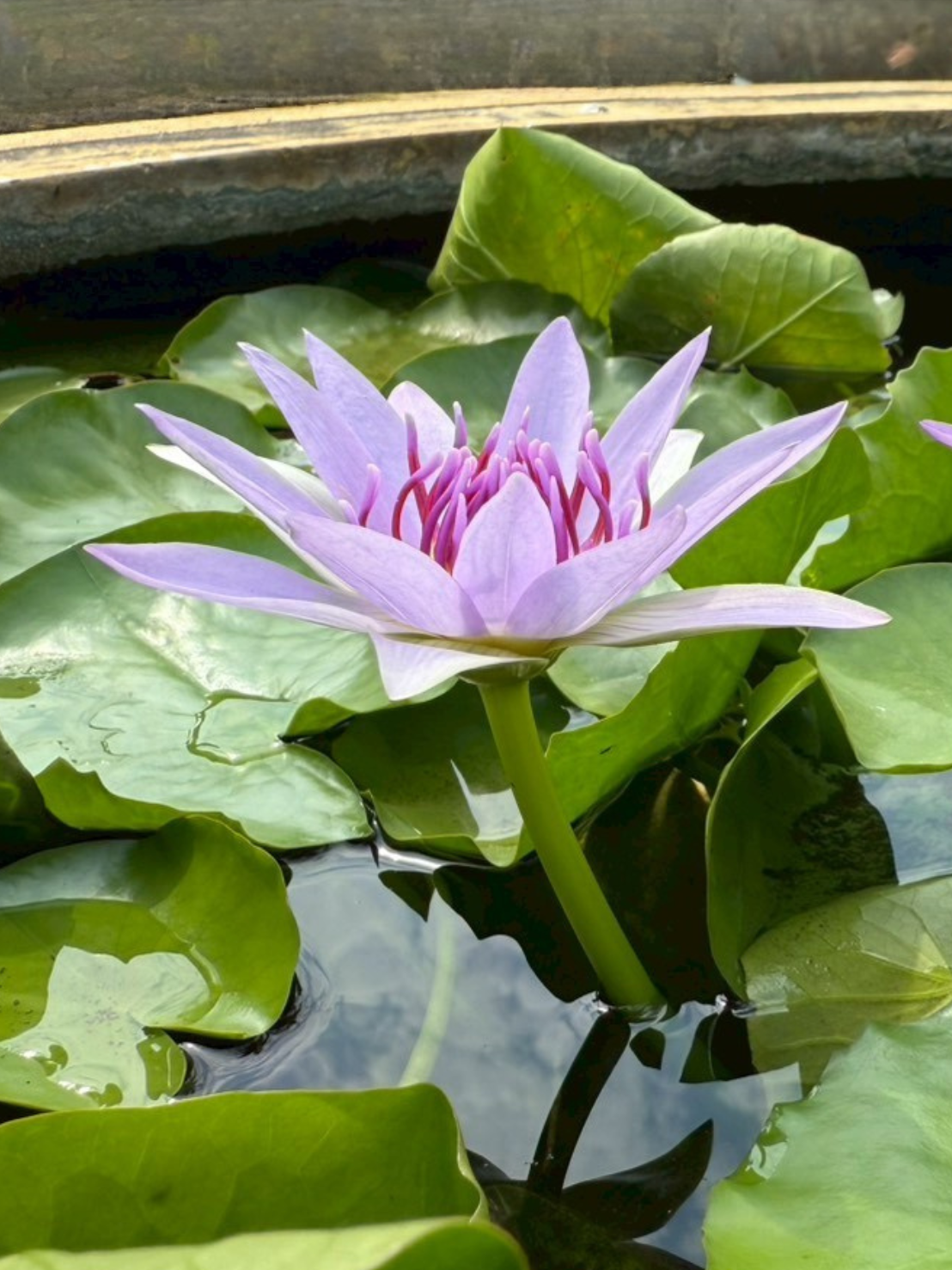 บัวมินตรา