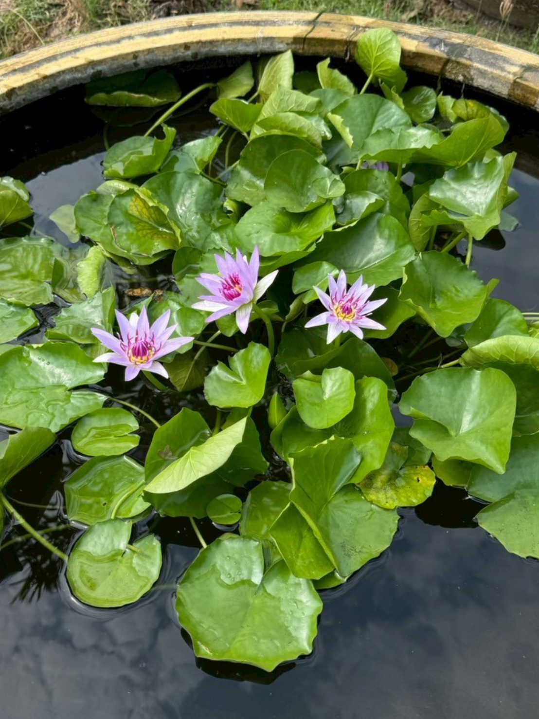 บัวมินตรา