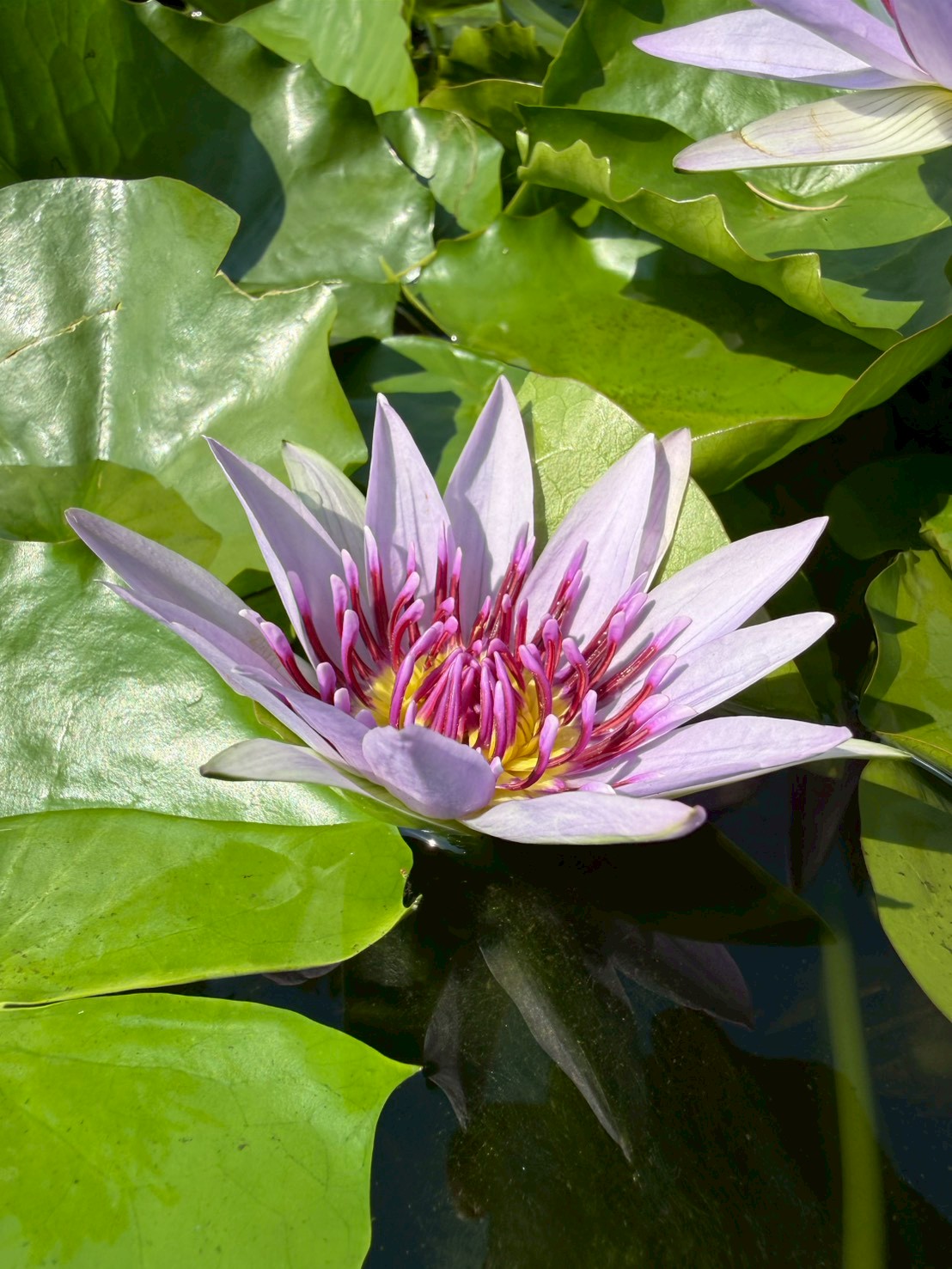 บัวมินตรา