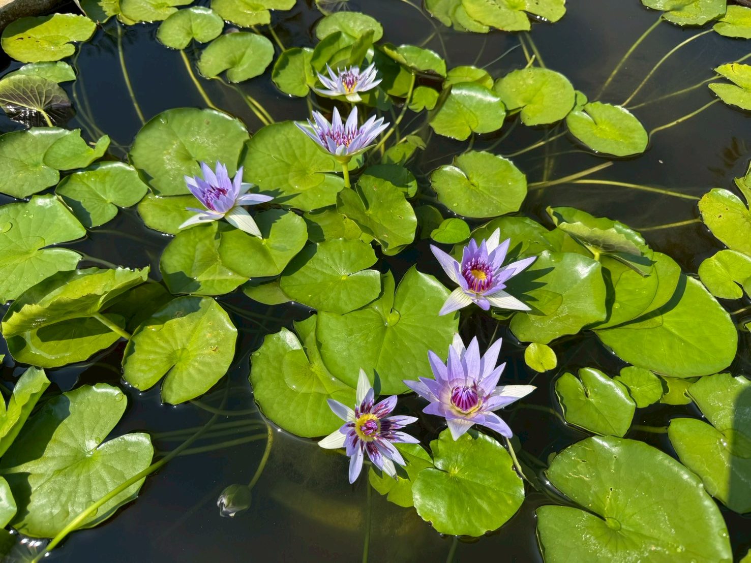 บัวโคโลราต้า (Colorata)