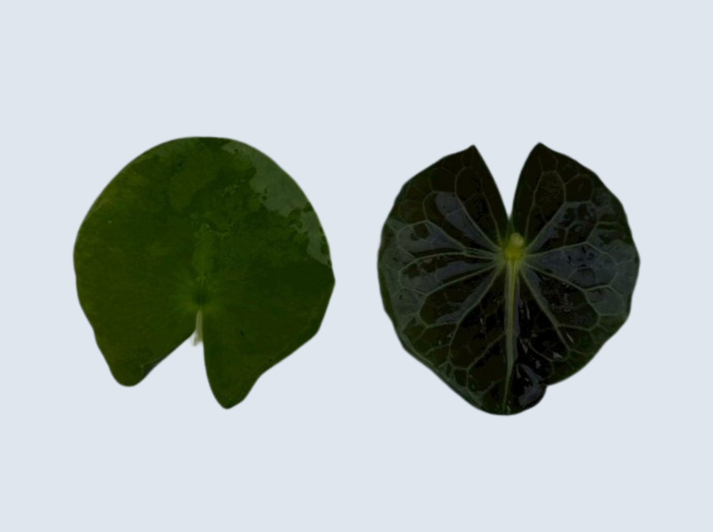 บัวโคโลราต้า (Colorata)