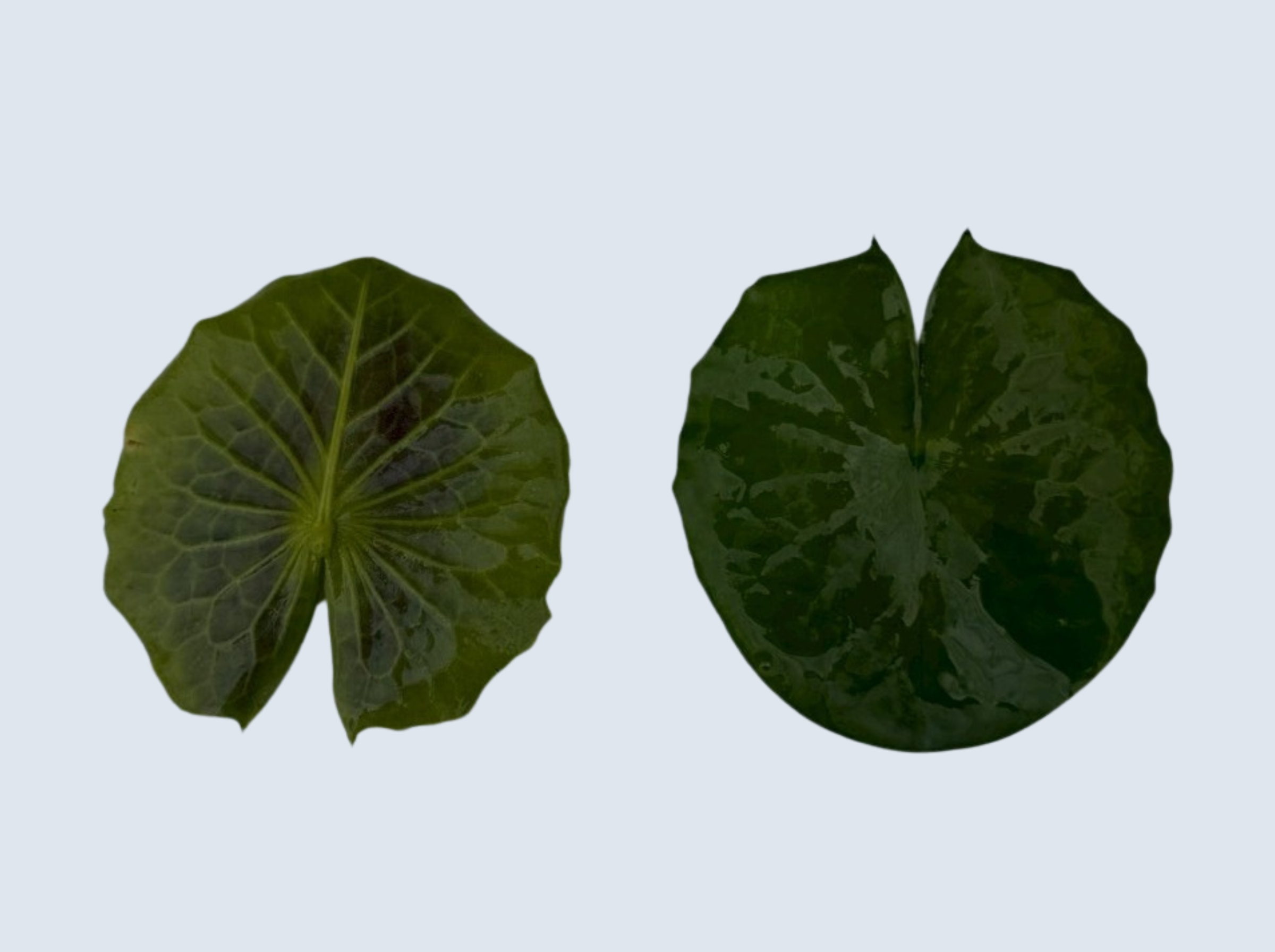 บัวโคโลราต้า (Colorata)