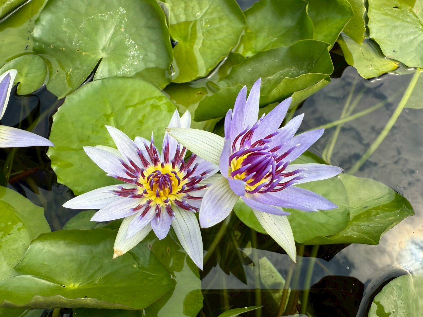 บัวโคโลราต้า (Colorata)