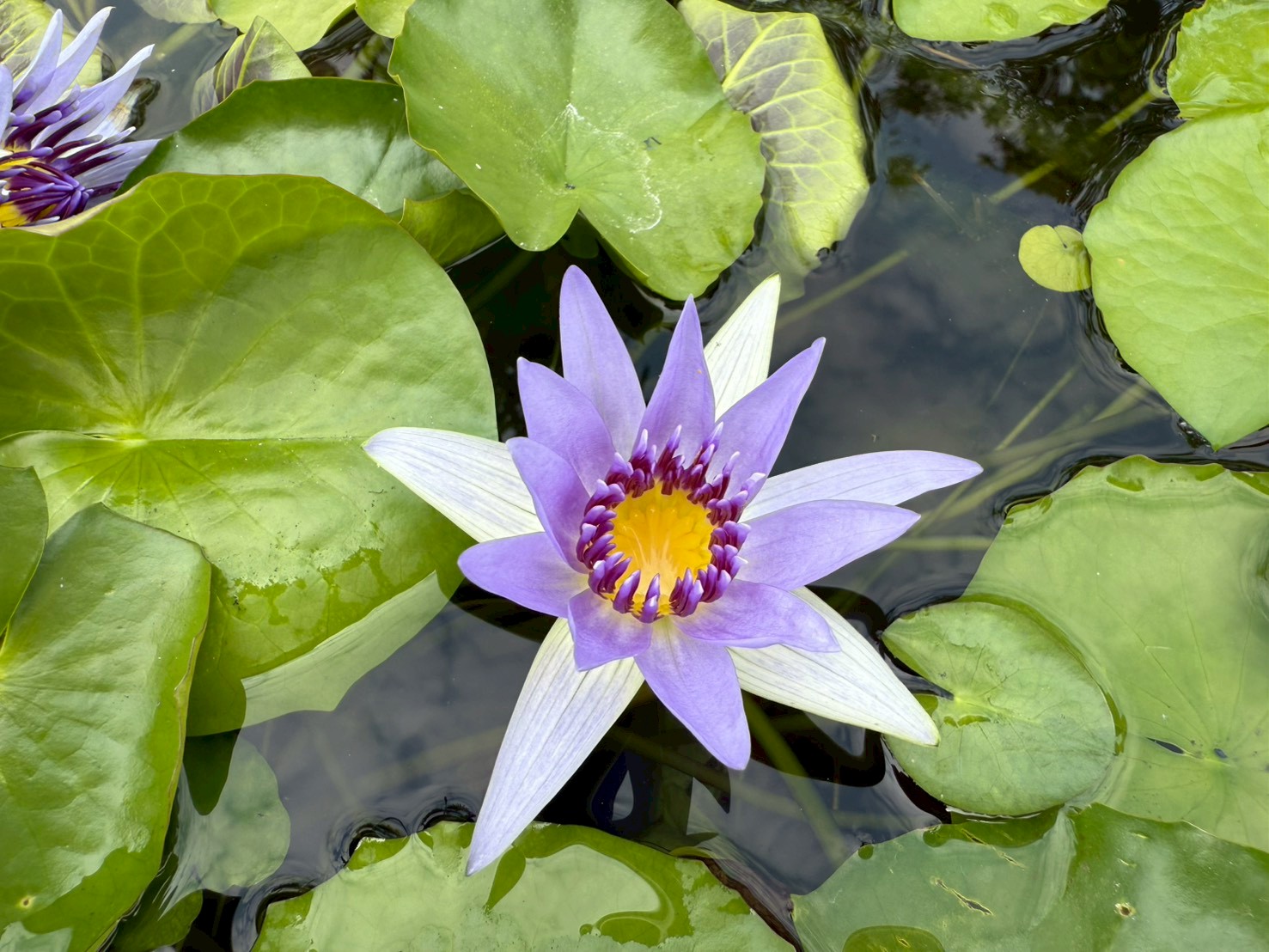 บัวโคโลราต้า (Colorata)