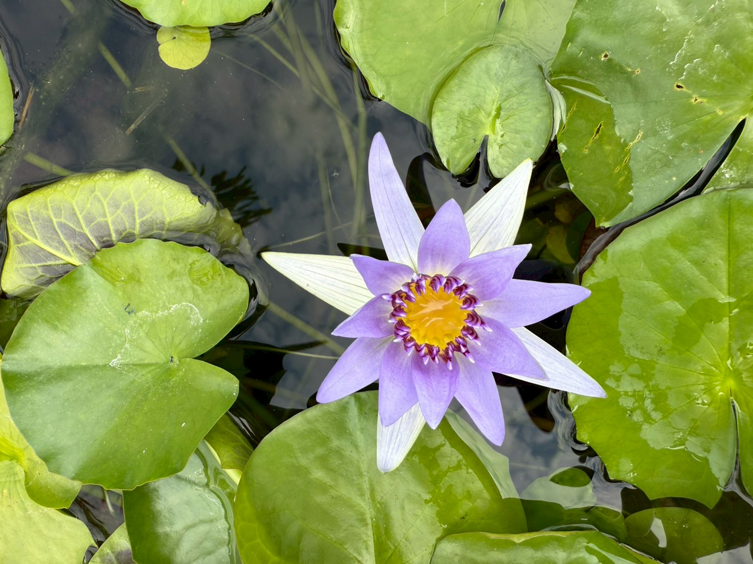 บัวโคโลราต้า (Colorata)