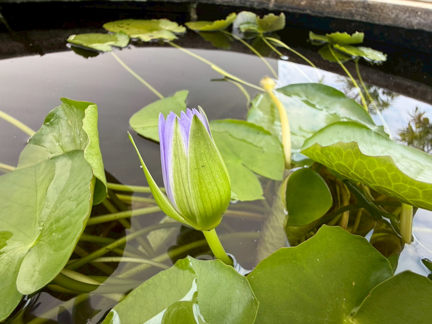 บัวโคโลราต้า (Colorata)