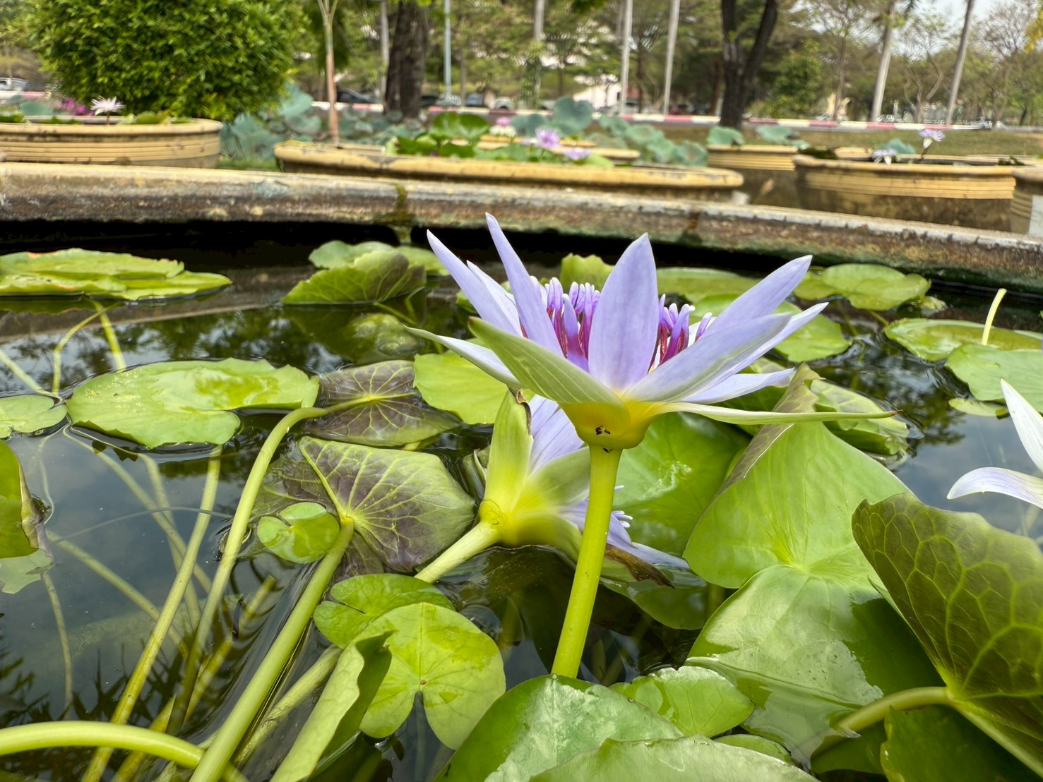 บัวโคโลราต้า (Colorata)