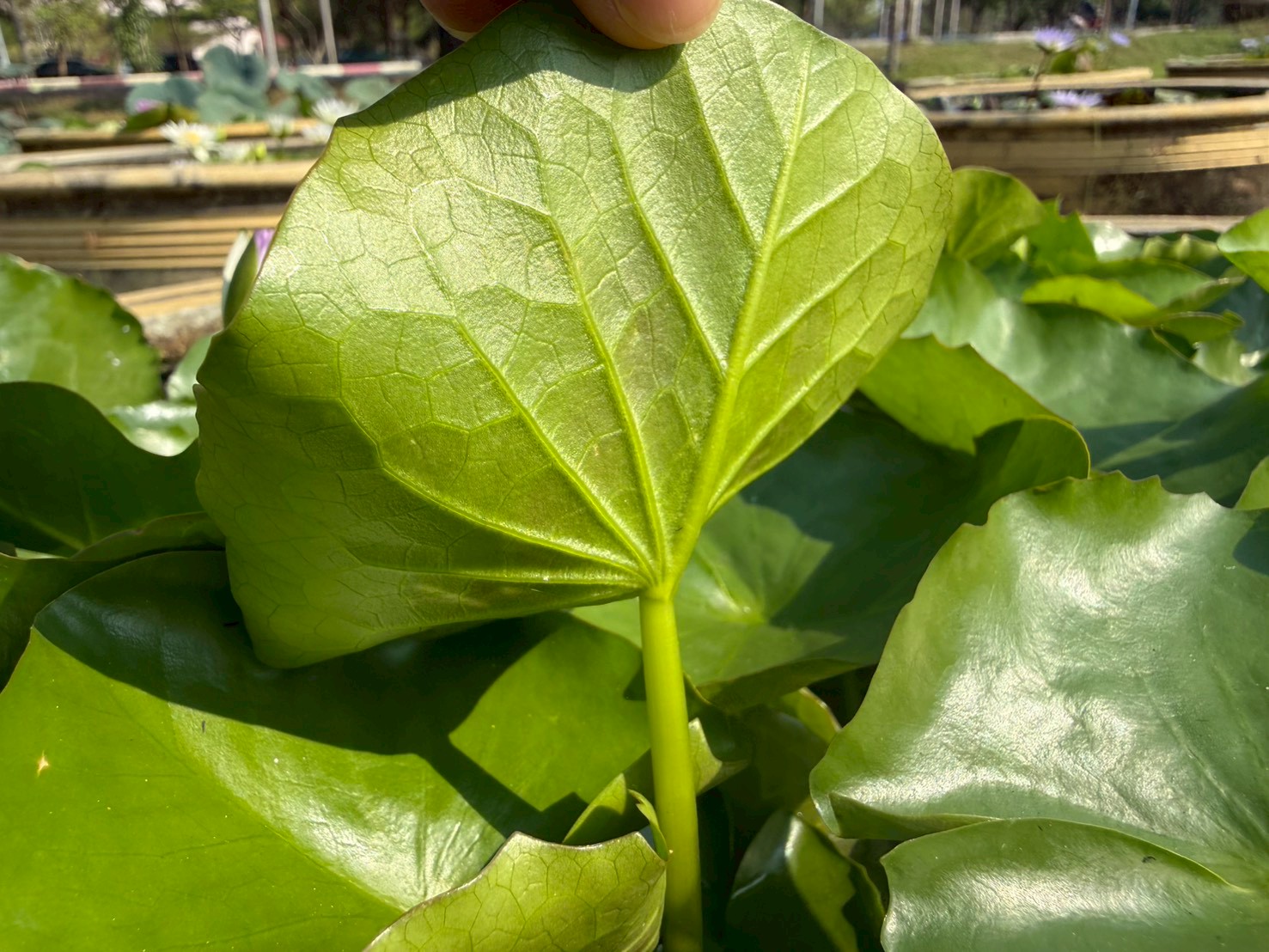 บัวโคโลราต้า (Colorata)