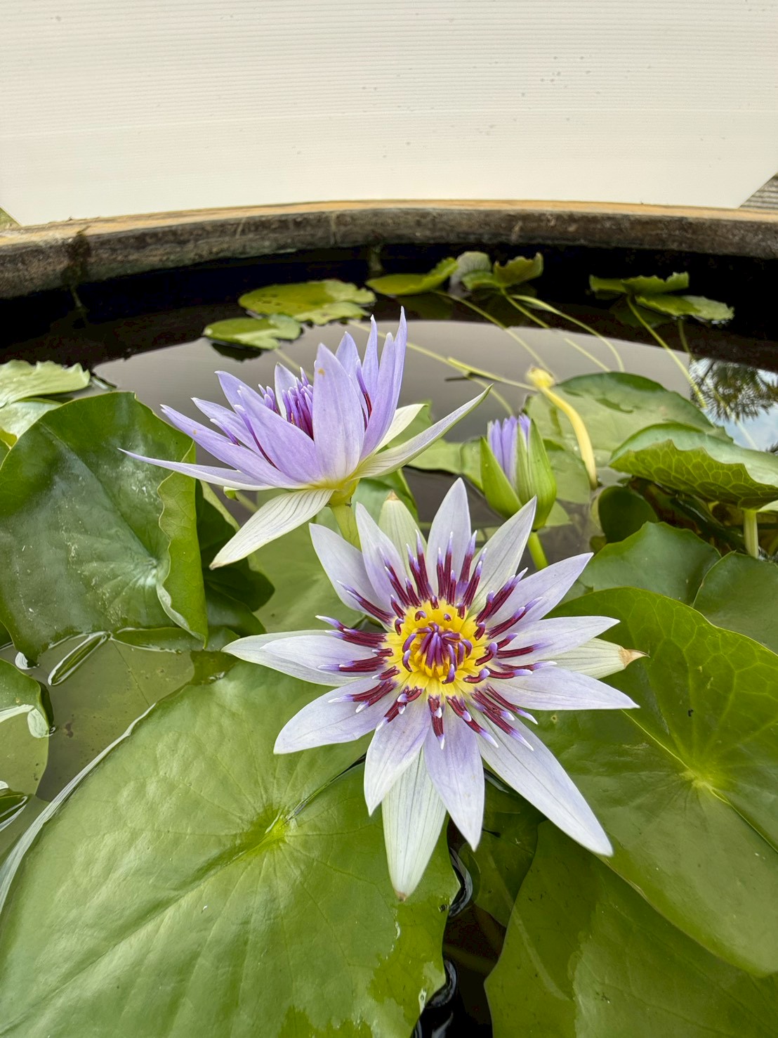 บัวโคโลราต้า (Colorata)