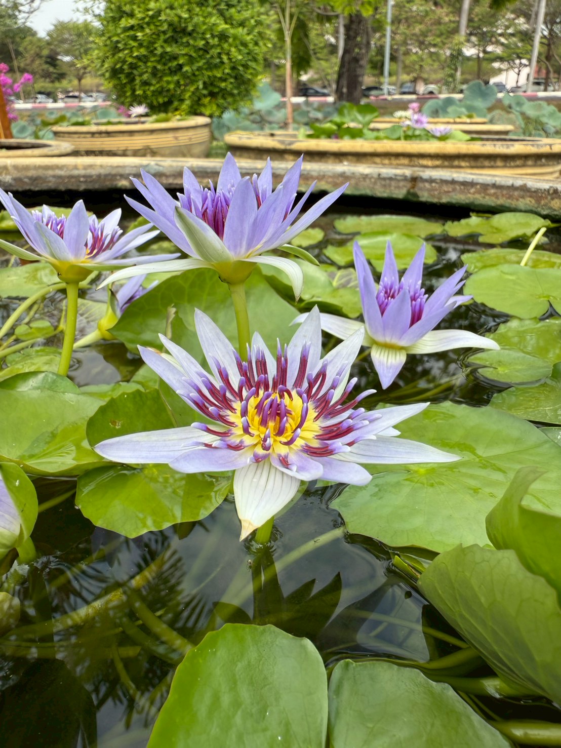 บัวโคโลราต้า (Colorata)