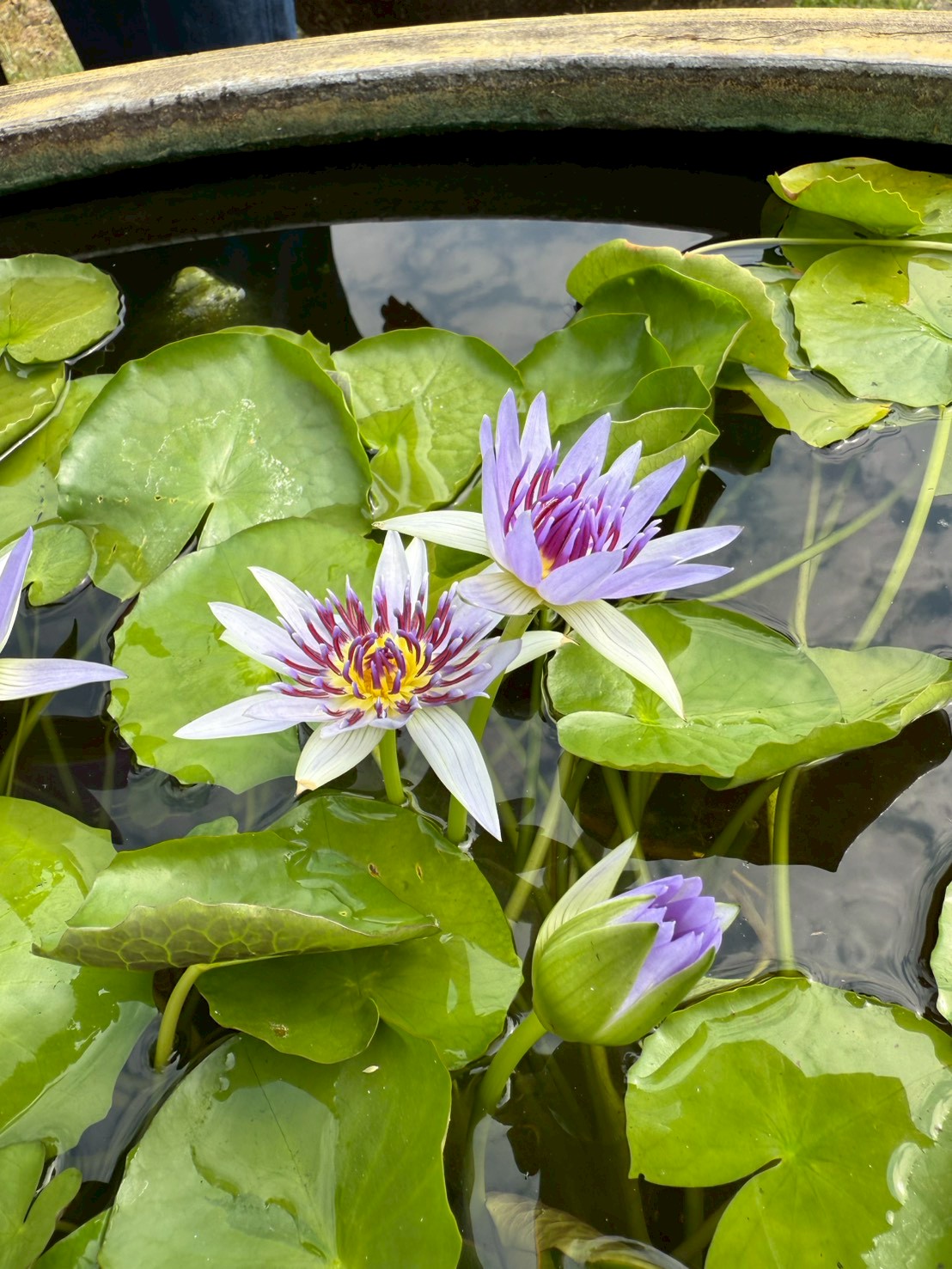 บัวโคโลราต้า (Colorata)