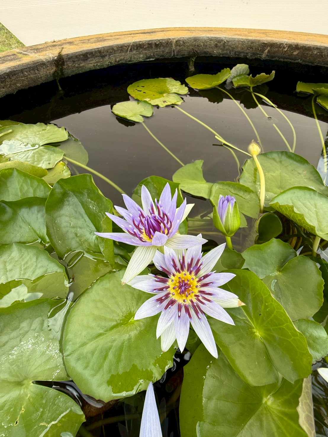 บัวโคโลราต้า (Colorata)