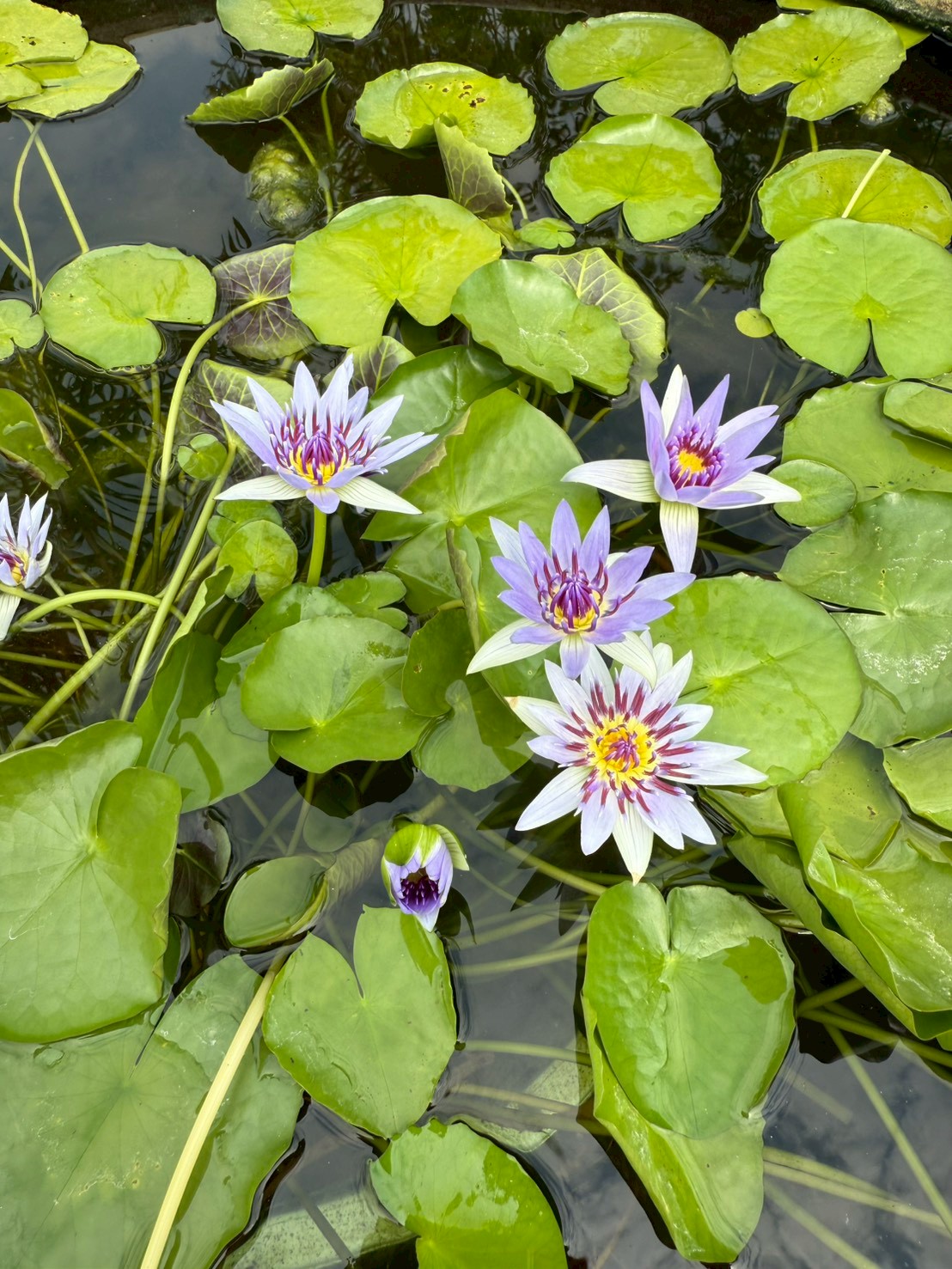 บัวโคโลราต้า (Colorata)