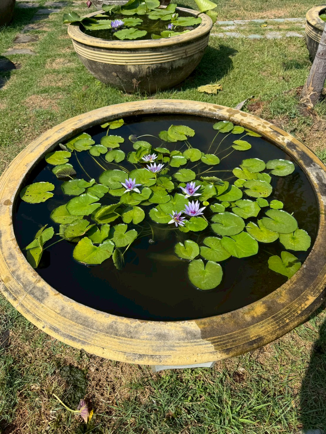 บัวโคโลราต้า (Colorata)