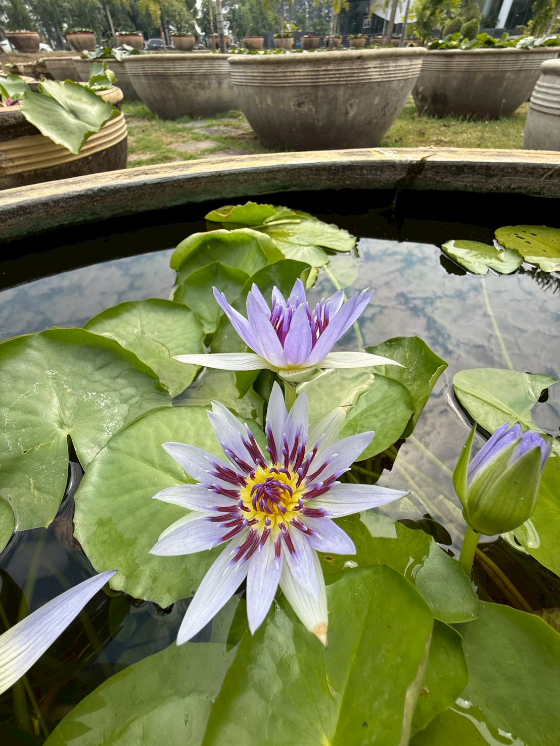 บัวโคโลราต้า (Colorata)