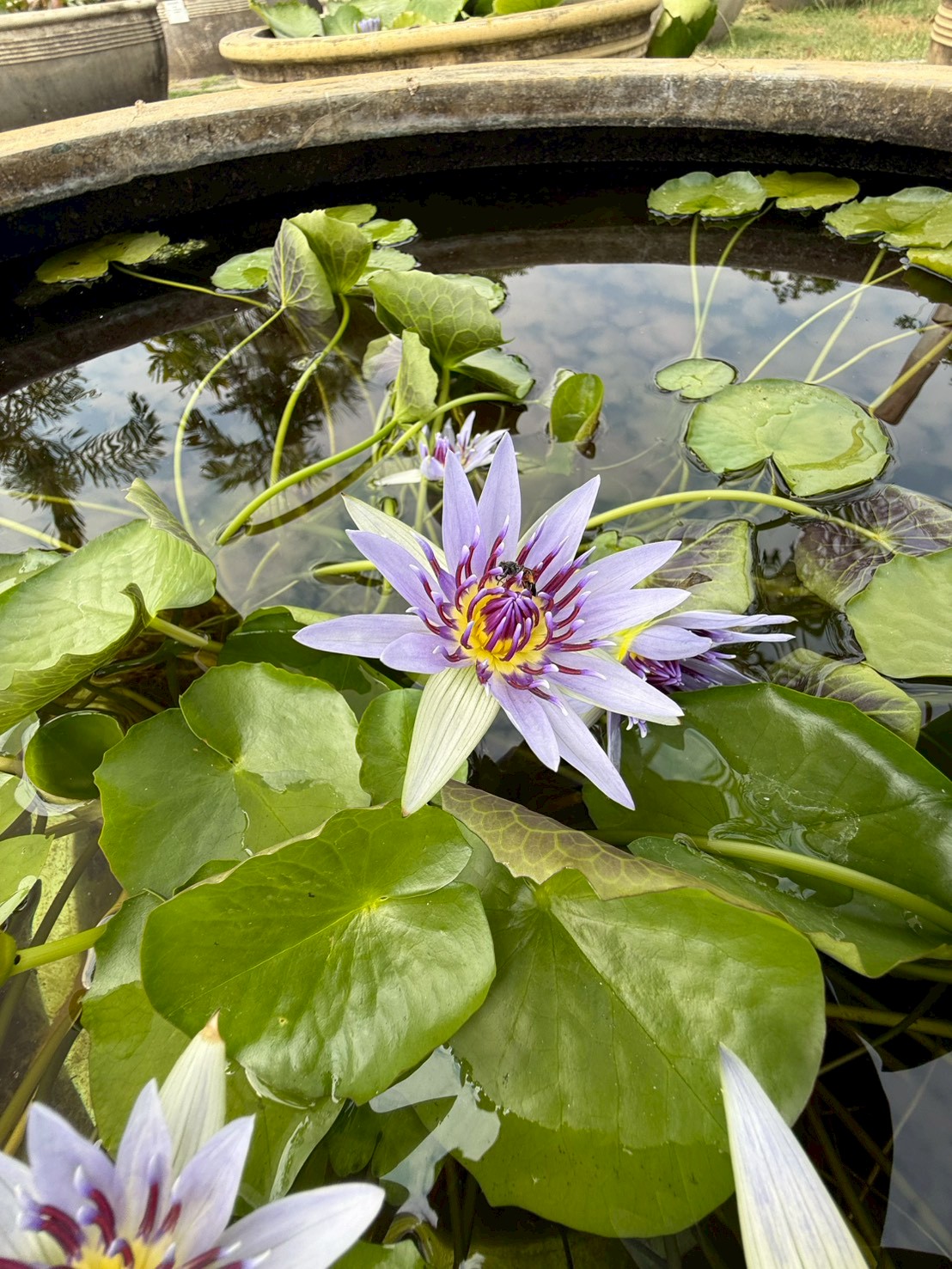 บัวโคโลราต้า (Colorata)