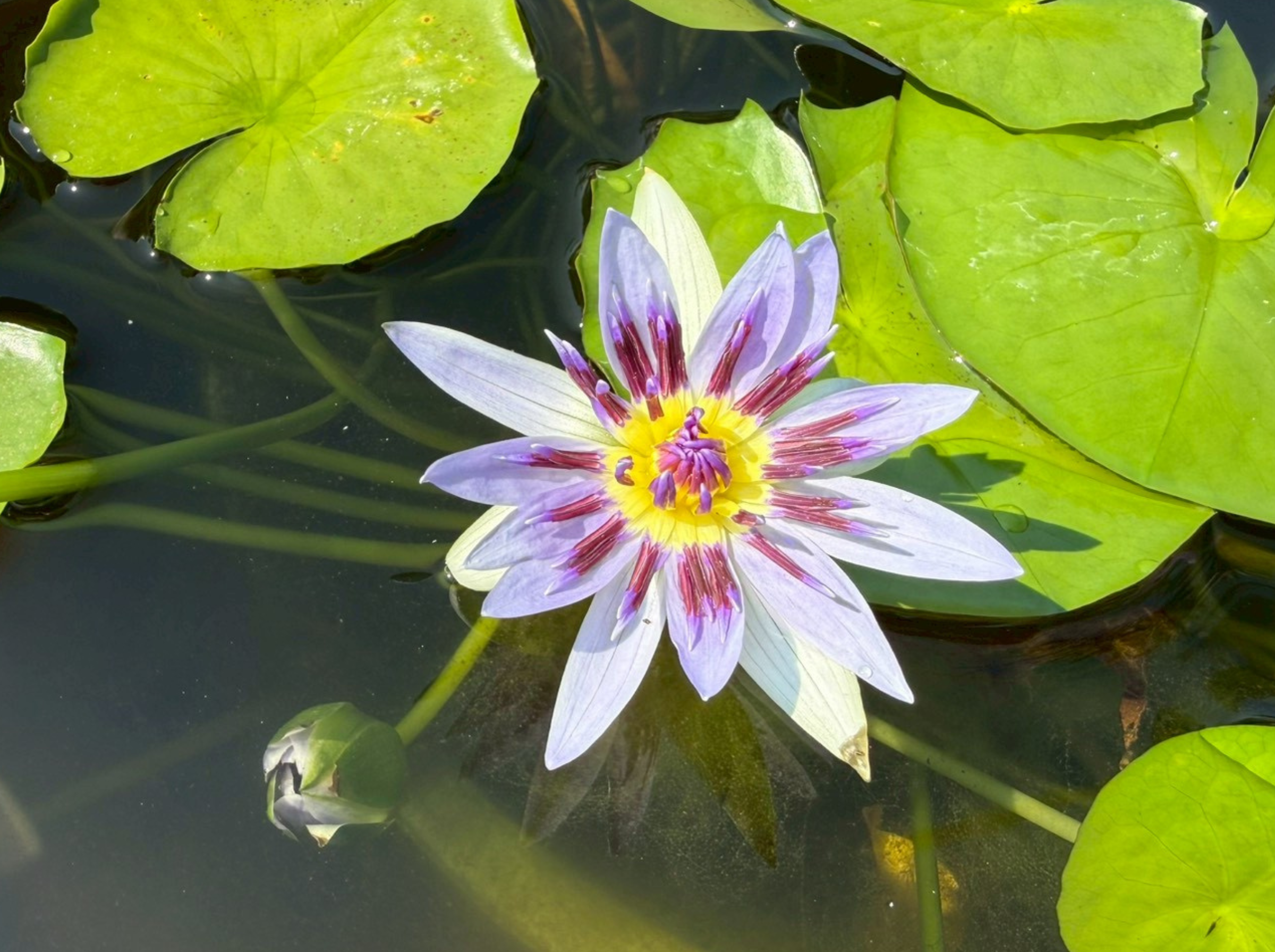 บัวโคโลราต้า (Colorata) – ข้อมูลพรรณไม้ พิพิธภัณฑ์บัว มทร.ธัญบุรี