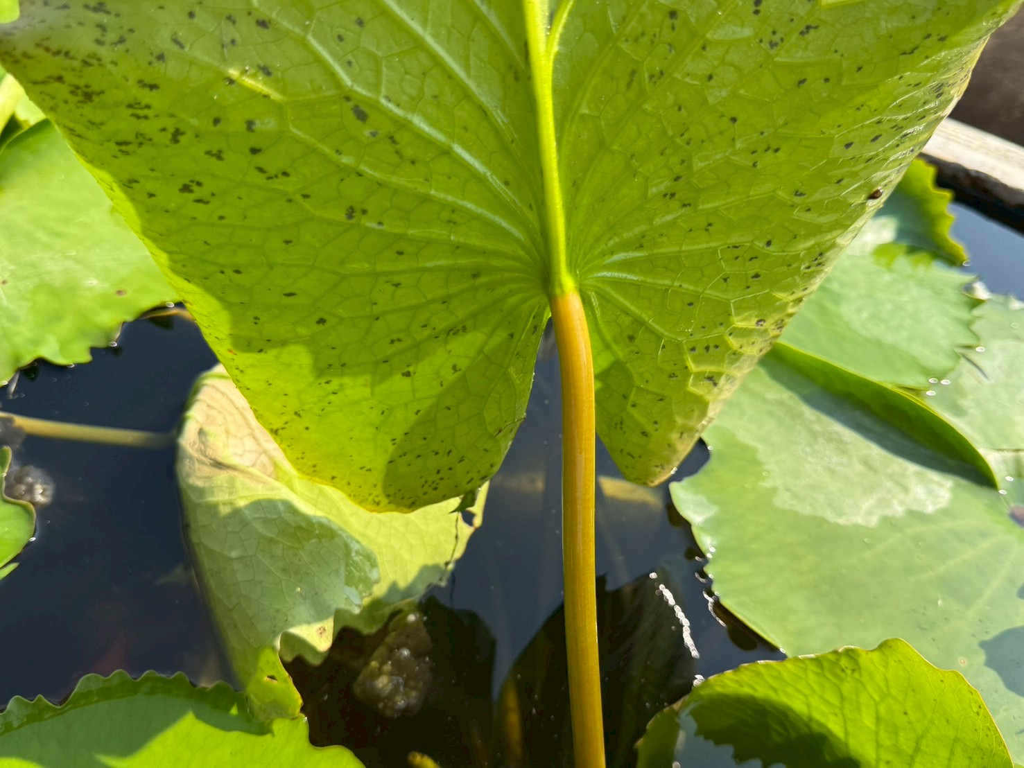 ใบบัวขาวมงคล