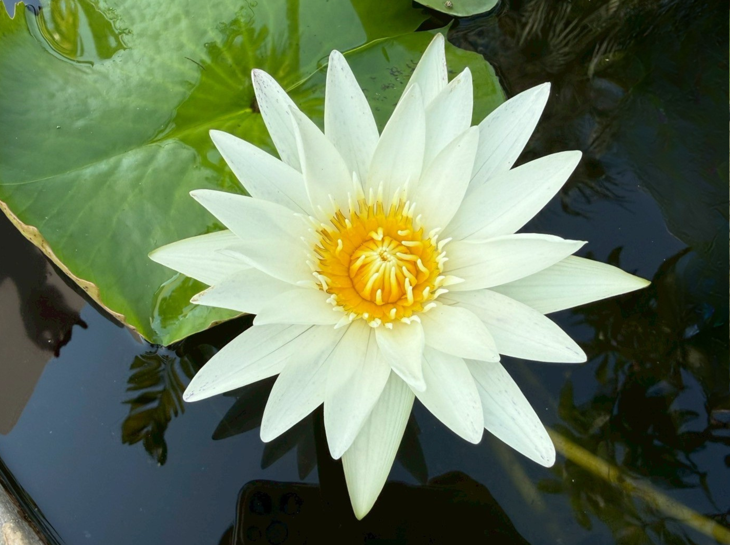 บัวขาวมงคล