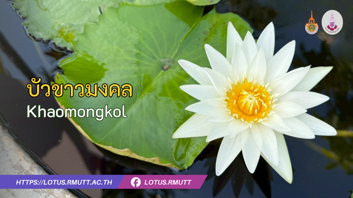 บัวขาวมงคล