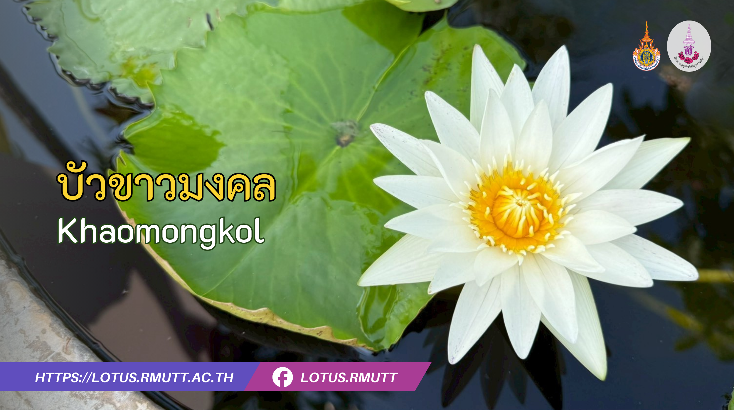 บัวขาวมงคล