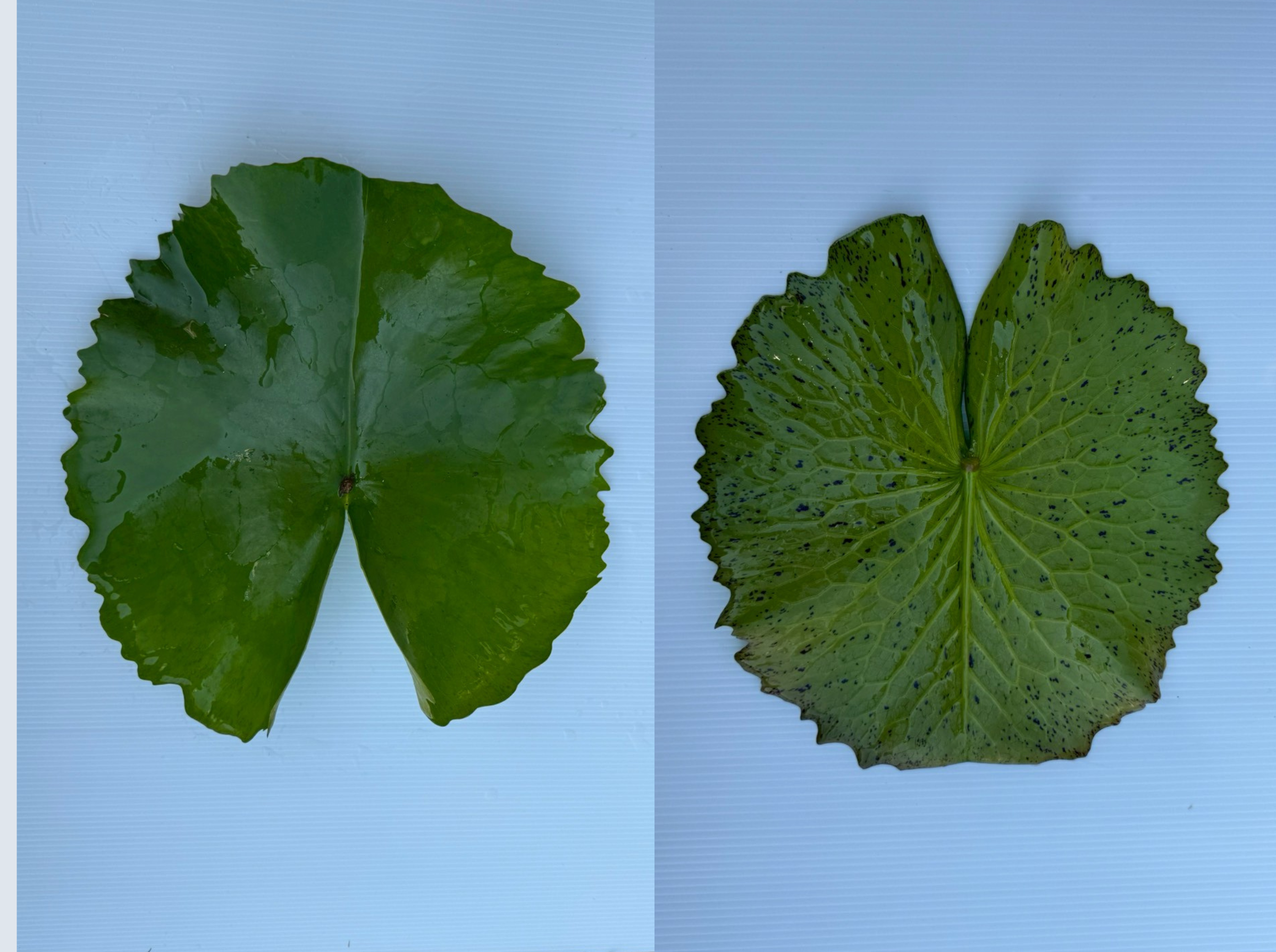 ใบบัวขาวมงคล