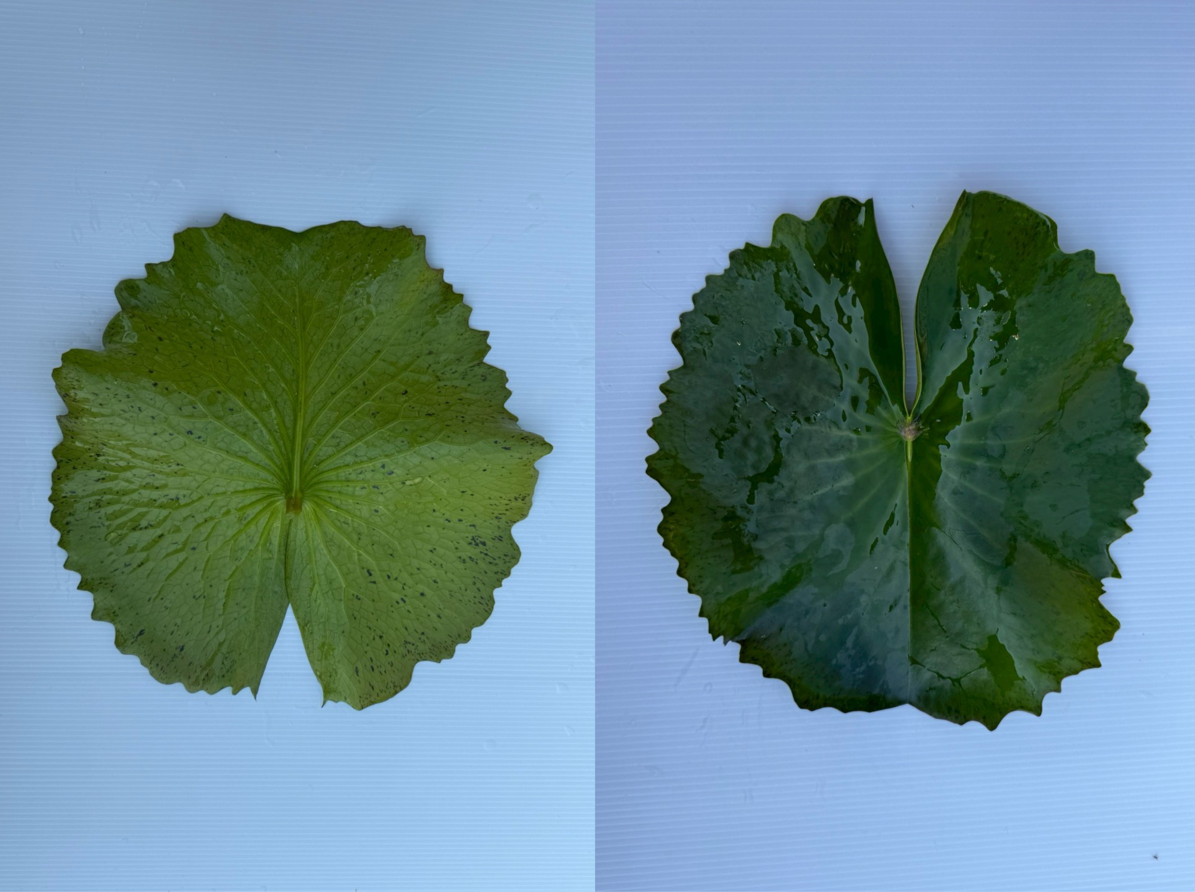 ใบบัวขาวมงคล