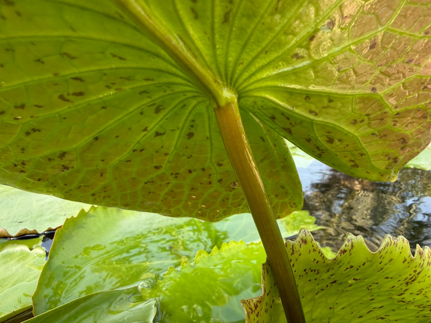 ก้านใบบัววู้ดส์บลูก๊อดเดส