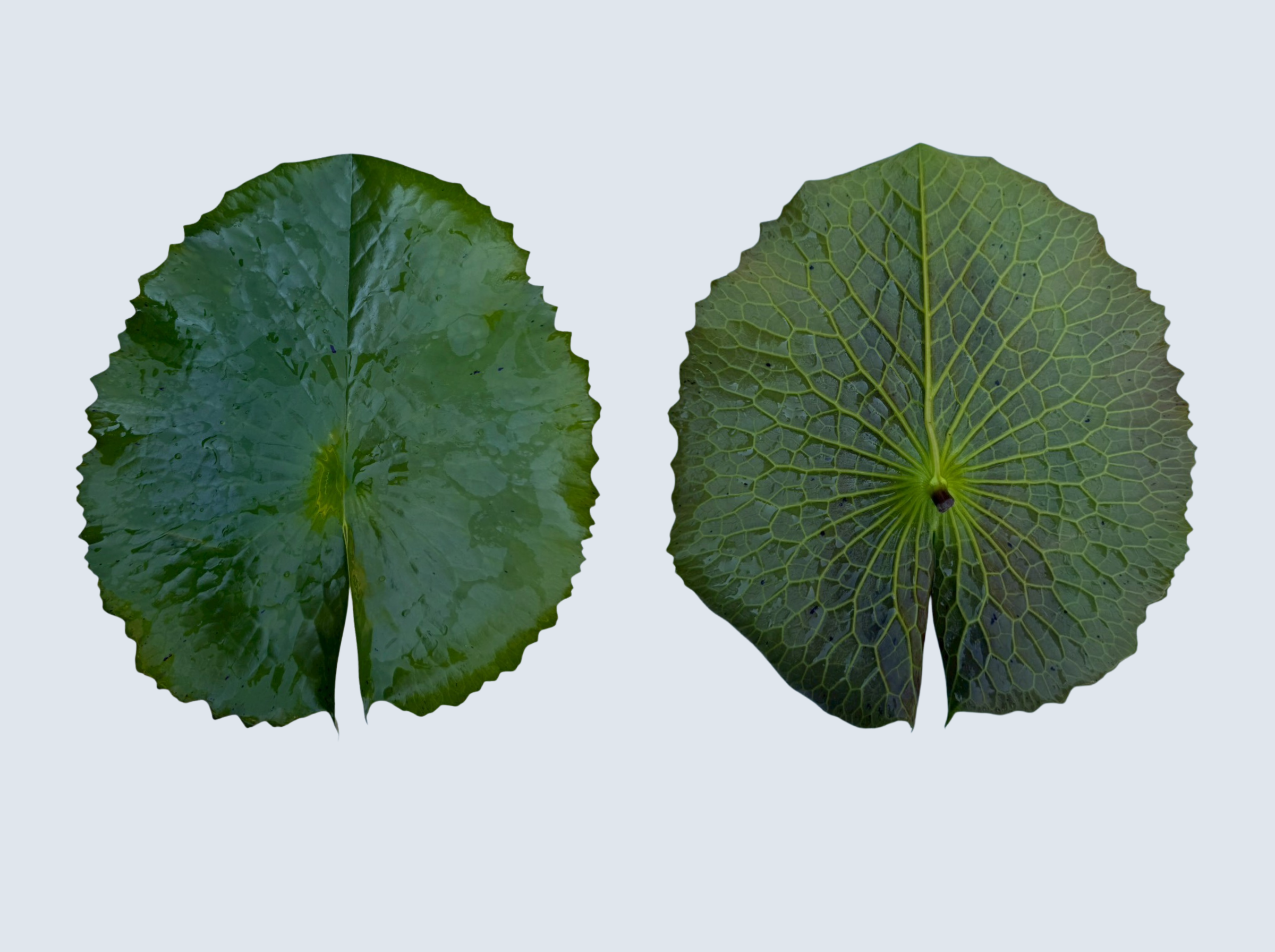 ใบแก่ บัววู้ดส์บลูก๊อดเดส