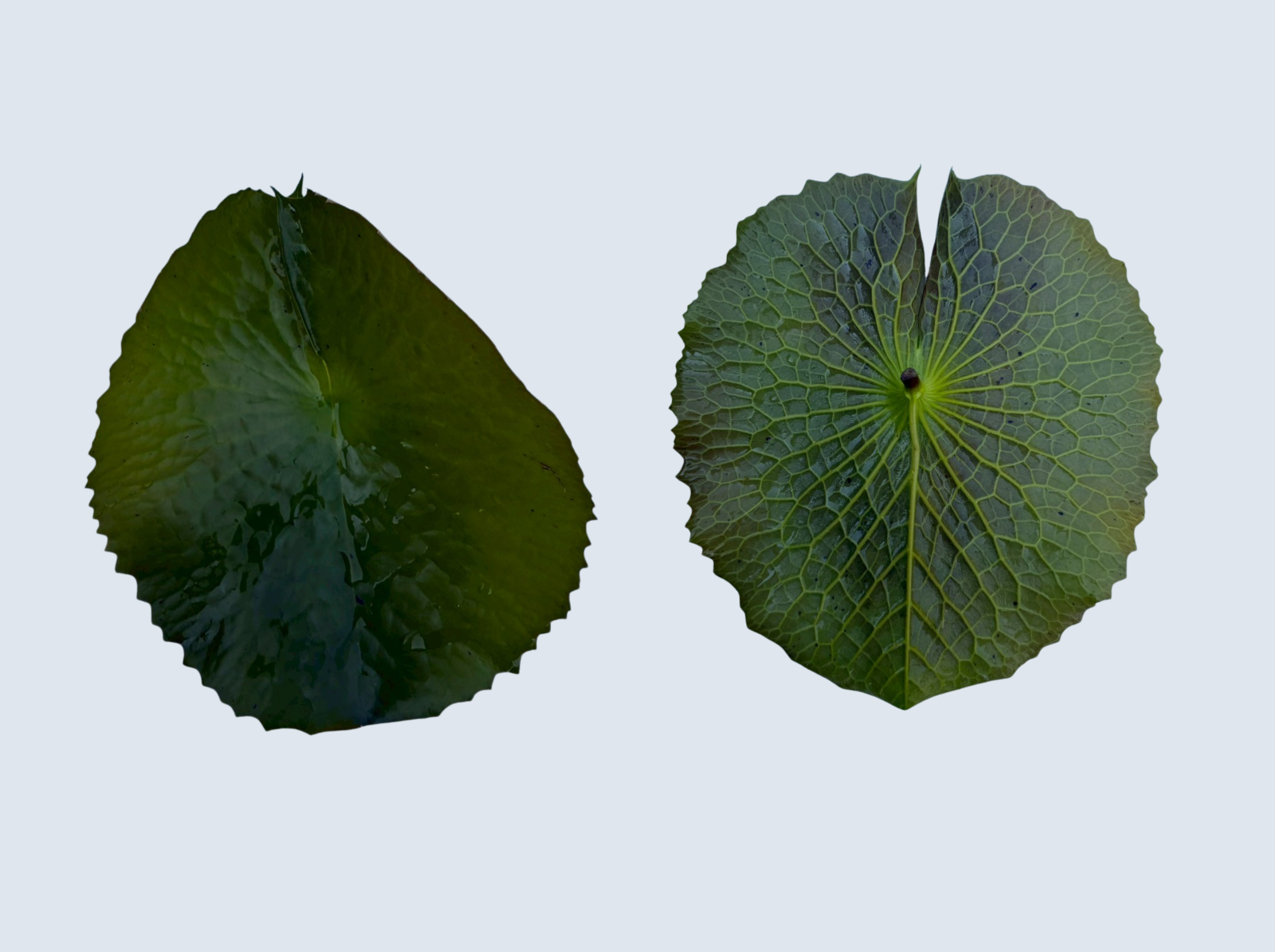 ใบอ่อน บัววู้ดส์บลูก๊อดเดส