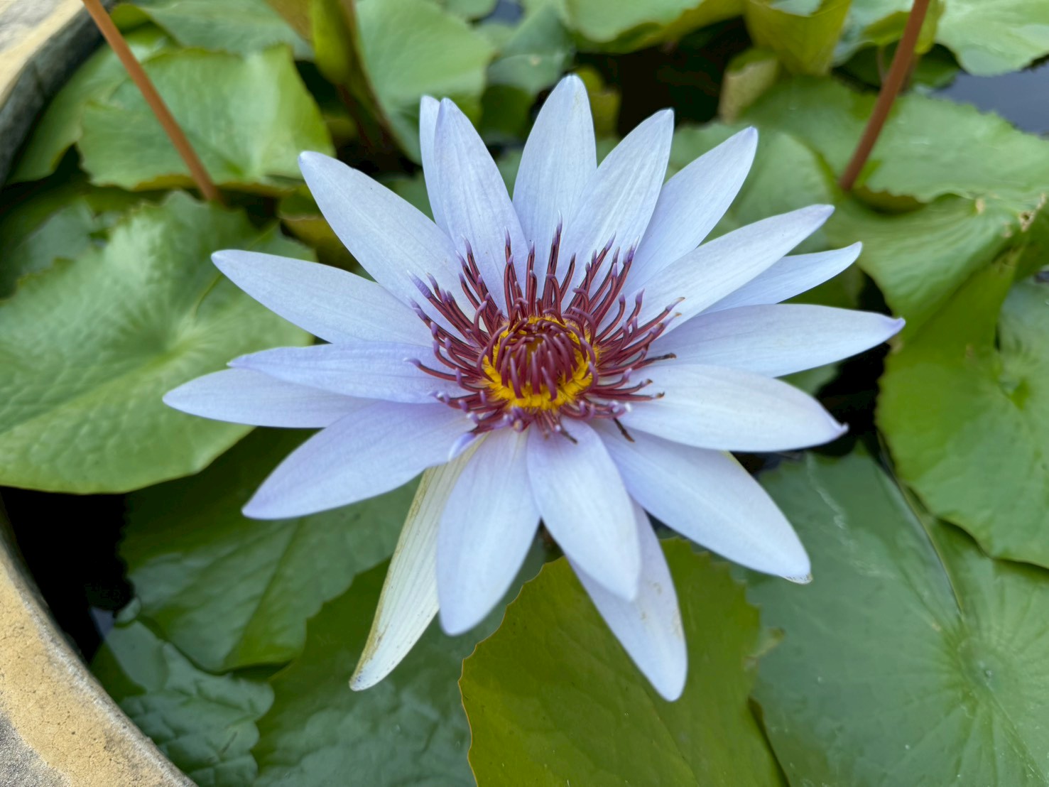 บัววู้ดส์บลูก๊อดเดส