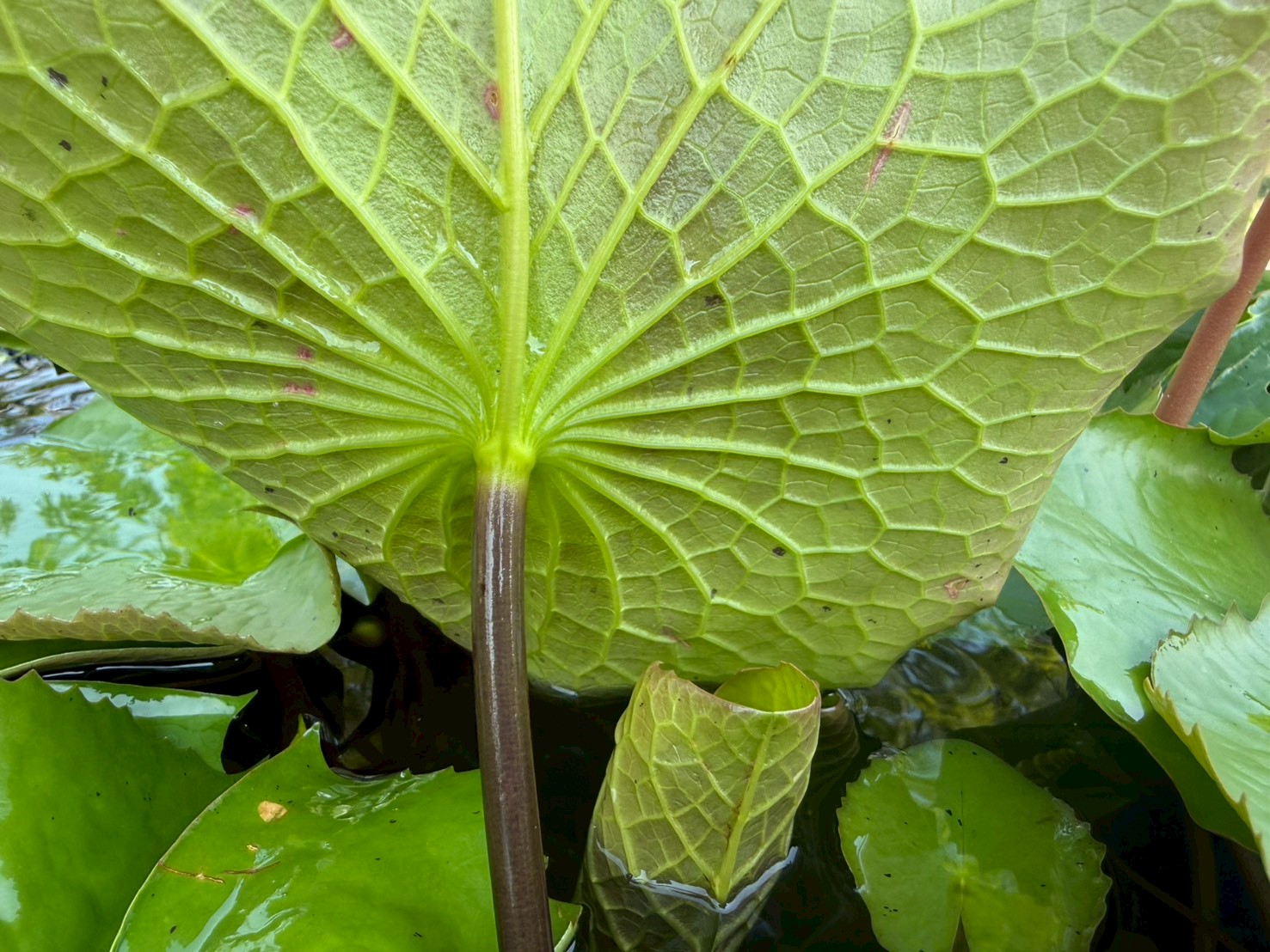 ก้านใบ บัววู้ดส์บลูก๊อดเดส