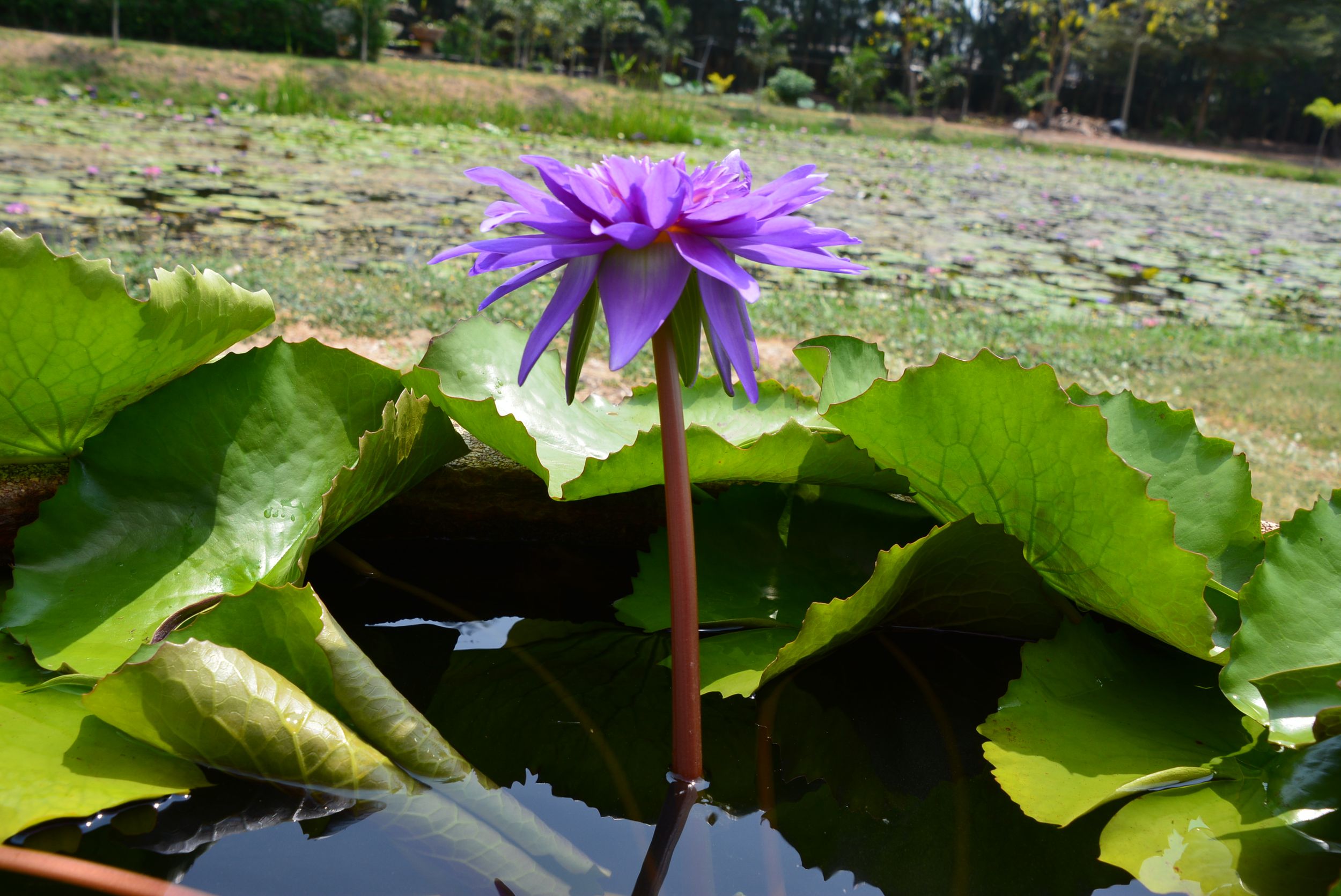 บัวฉลองขวัญ